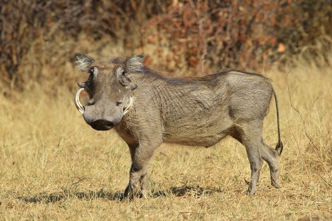 Warthog - African Wildlife Background - Wild Pig from the Southern Hemisphere